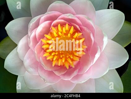 Close, overhead view of center of water lily (Nymphaea sp.) in backyard pond, showing yellow stamens surrounding central stigma. Stock Photo