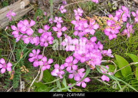 Wild carnation. Background from carnation flowers. Stock Photo