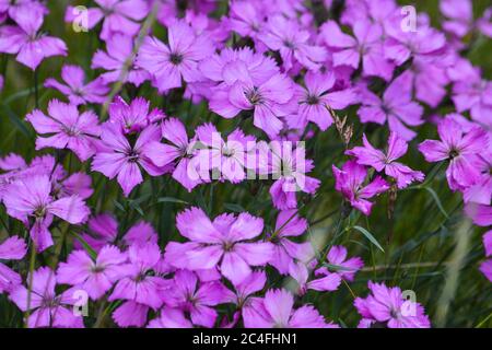 Wild carnation. Background from carnation flowers. Stock Photo