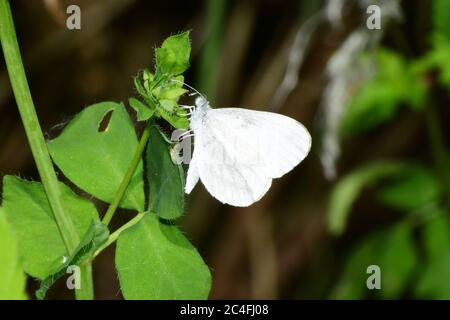 Wood White Butterfly, ' Leptidea sinapis'  Rare.Found in woodland rides and scrubland. Flies May and June.Meeth.Devon .UK. Stock Photo