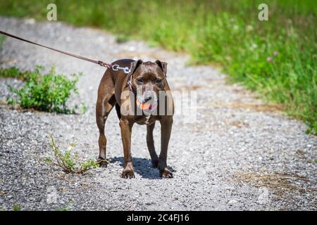 Pit Bull-Mix on a leash carrying a ball Stock Photo