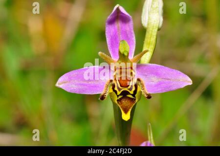 Bee Orchid,'Orphy apifera',rare variation growing on calcareous grasslands in Wiltshire,UK,June to july. Stock Photo