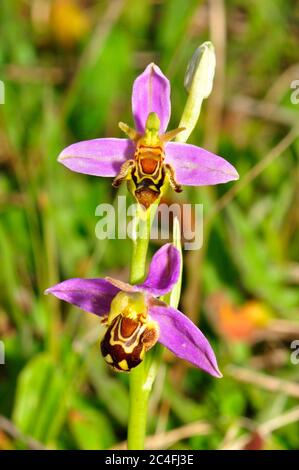 Bee Orchid,'Orphy apifera',common version with rare variation growing on calcareous grasslands in  Wiltshire,UK,June to july. Stock Photo