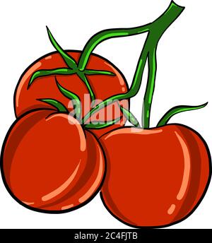 Cherry tomatoes, illustration, vector on white background Stock Vector