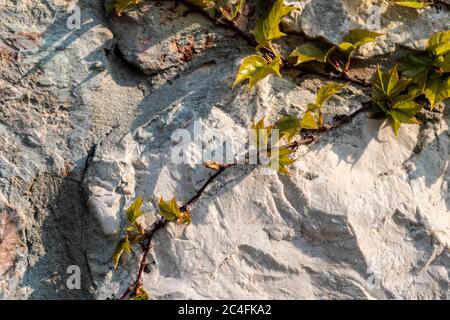 Wild stone wall texture with wild Grape On Wall. Decoration of external walls with bricks from wild stone red marble. Uneven surface of red marble Stock Photo
