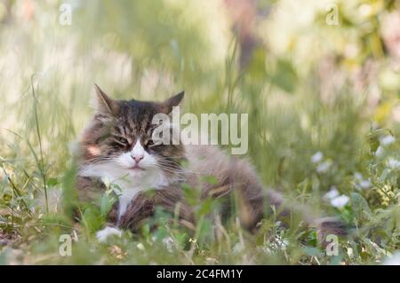 close-up of a beautiful cat laying on the grass outdoor.calm and relax. funny cat