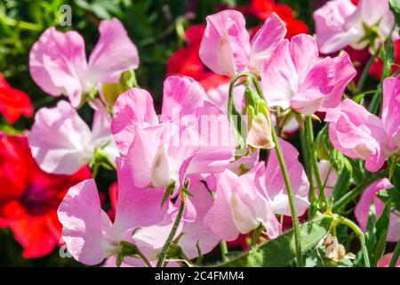 Pink Lathyrus odoratus 'Gwendoline' sweet pea Stock Photo