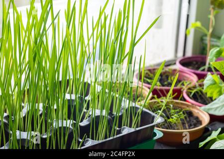 Growing oats sprouts on a window for feeding cats and other seedlings Stock Photo