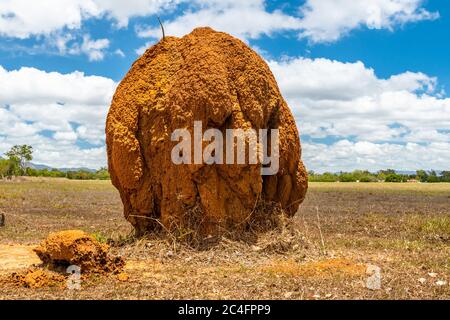 Isolated large termite mould in Queensland outback, Australia Stock Photo