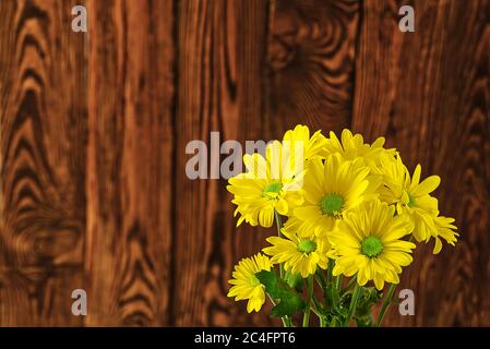 Beautiful fresh yellow chrysanthemum on brown wooden background, close-up shot, yellow daisies flowers. Stock Photo