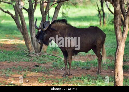 The black wildebeest male or white-tailed gnu (Connochaetes gnou) in the green forest. Namibia, Africa Stock Photo