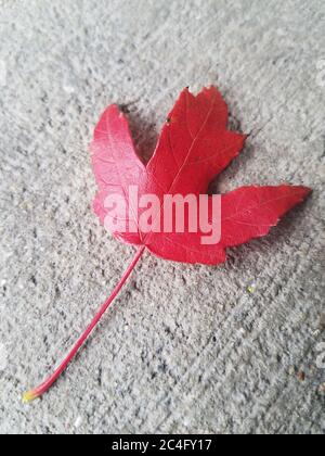 Autumn leaf - close up of a red maple leaf on a concrete background Stock Photo