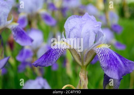 One blue iris flower macro. Iris flowerhead close-up. Purple iris petals closeup. Irises background. Stock Photo