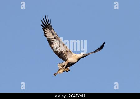 White-bellied Sea Eagle carrying fish Stock Photo