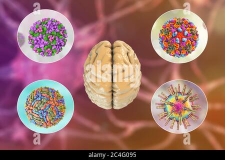 Brain infections. Computer illustration of microorganisms that cause encephalitis and meningitis. Stock Photo