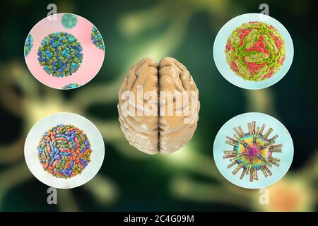 Brain infections. Computer illustration of microorganisms that cause encephalitis and meningitis. Stock Photo