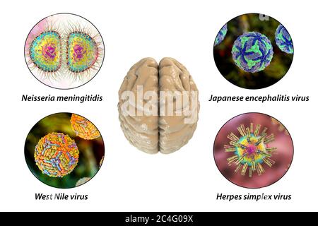 Brain infections. Computer illustration of microorganisms that cause encephalitis and meningitis. Labelled image. Stock Photo