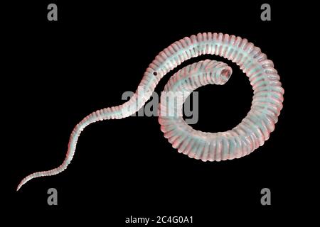 Guinea worm (Dracunculus medinensis) first-stage larva, computer illustration. Larvae are excreted from female worm parasitising under the skin of human extremities in patient's with dracunculiasis. Stock Photo