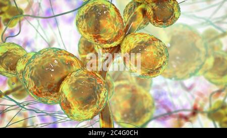 Computer illustration of the unicellular fungus (yeast) Candida ciferrii. C. ciferrii is a recently emerged fluconazole-resistant yeast that has been reported at an increasing rate as the cause of fungemia (bloodstream infection) and other systemic mycosis in immunocompromised patients. Stock Photo