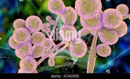 Computer illustration of the unicellular fungus (yeast) Candida ciferrii. C. ciferrii is a recently emerged fluconazole-resistant yeast that has been reported at an increasing rate as the cause of fungemia (bloodstream infection) and other systemic mycosis in immunocompromised patients. Stock Photo