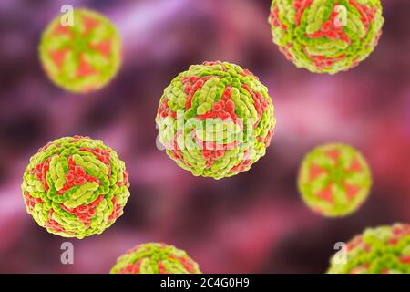 Japanese encephalitis virus (JEV), computer illustration. JEV is an RNA (ribonucleic acid) virus from the Flaviviridae family. It is transmitted by Culex sp. mosquitoes and causes encephalitis (brain inflammation). Stock Photo