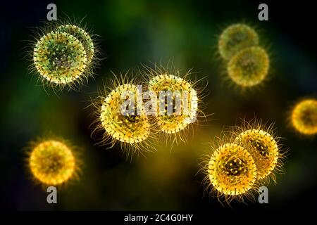 Biomedical illustration of Neisseria meningitidis, a bacterial ...