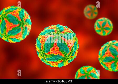 St. Louis encephalitis virus particles, computer illustration. Saint Louis encephalitis is a mosquito-borne disease and is a member of the Flavivirus subgroup. This disease mainly affects the United States, with occasional cases having been reported in Canada and Mexico. Stock Photo