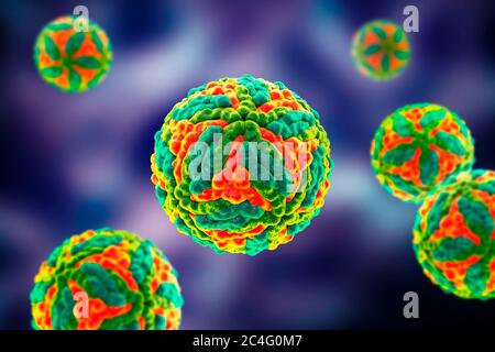 St. Louis encephalitis virus particles, computer illustration. Saint Louis encephalitis is a mosquito-borne disease and is a member of the Flavivirus subgroup. This disease mainly affects the United States, with occasional cases having been reported in Canada and Mexico. Stock Photo