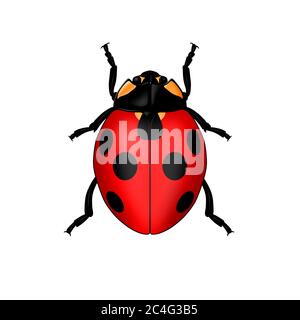 Ladybug or ladybird Stock Photo