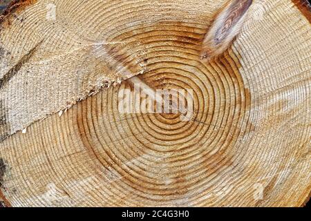 Cross section of a large tree, which was around 48 years old when felled Stock Photo