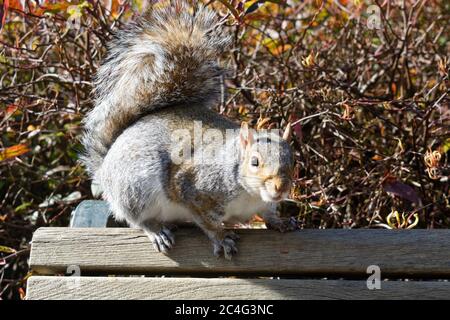 Eastern gray squirrel (Sciurus carolinensis) standing on a bench in public park Stock Photo
