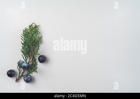 Twig of evergreen juniper with blue old berries in springtime isolated on white textured paper. Copy space. The concept of calmness, silence and unity Stock Photo