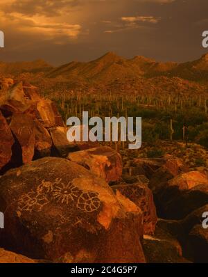 Saguaro National Park  West unit  AZ / SEPT The Tucson Mountains and valley of Saguaro cacti backdrop the Hohokam petroglyphs found on Signal Hill. Stock Photo