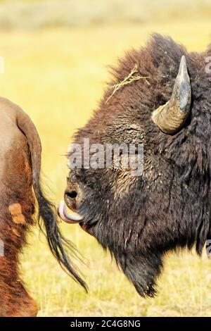 Lip curling bull bison (Bison bison), National Bison Range, Montana ...