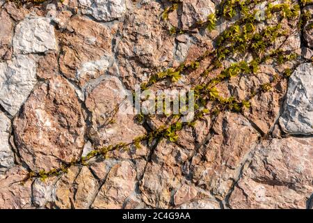 Wild stone wall texture with wild Grape On Wall. Decoration of external walls with bricks from wild stone red marble. Uneven surface of red marble Stock Photo