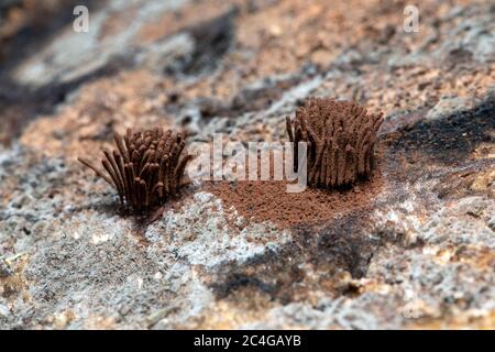 Chocolate tube slime mold (Stemonitis sp.) - Penrose, near Brevard, North Carolina, USA Stock Photo