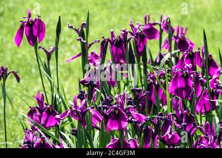 Iris ensata 'Spontanea' Irises Stock Photo