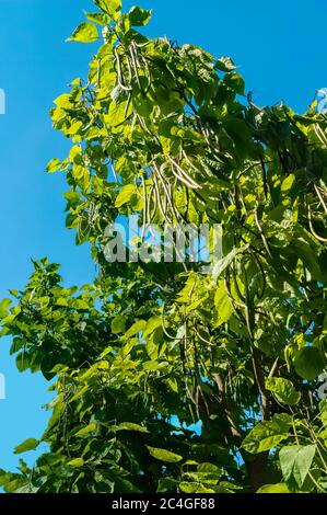 Catalpa speciosa tree with large heart shaped leaves and long thin legume-like fruit that look like brown icicles. Stock Photo