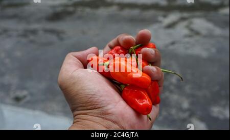 Close up hands holding red chillies Stock Photo