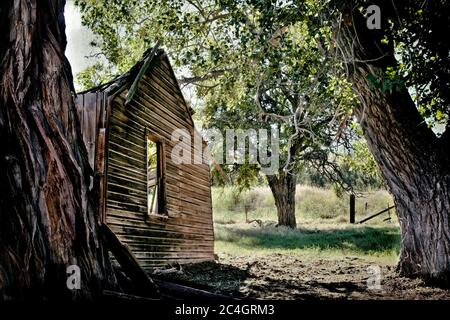 Abandoned wooden and collapsing family farm homestead where the farmer gave up the home to the time and weather surrounded by trees in summer Stock Photo