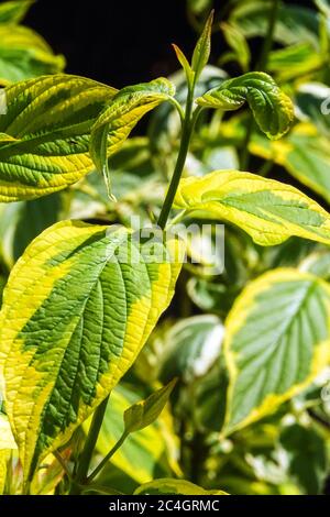 Red osier dogwood Cornus sericea 'Hedgerows Gold' Stock Photo