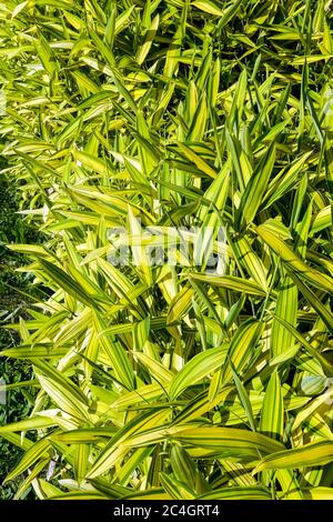 Pigmy Green Stripe Bamboo Pleioblastus viridistriatus Auricoma Stock Photo