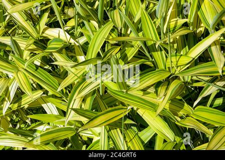 Pigmy Green Stripe Bamboo Pleioblastus viridistriatus Auricoma Stock Photo