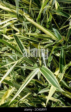 Dwarf Whitestripe Bamboo Pleioblastus fortunei Stock Photo