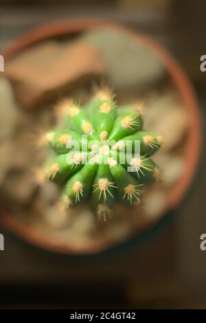 Cactus, succulent plant top view close up. Unknown species found in Mendoza, Argentina. Stock Photo