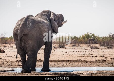 Rogue Male White Etosha Elephant Bull Drinking from Tobiroen Waterhole in the Etosha Pan, Namibia, Africa Rogue Male White Etosha Elephant Bull Drinking from Tobiroen Waterhole in the Etosha Pan, Namibia, Africa