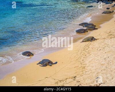 Ho'okipa Beach Park in Maui Hawaii, windsurfing site, big waves and big Turtles Stock Photo