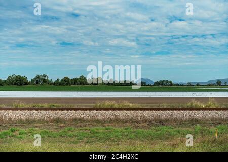 Plastic sheeting protecting a vegetable crop from weeds and moisture loss Stock Photo