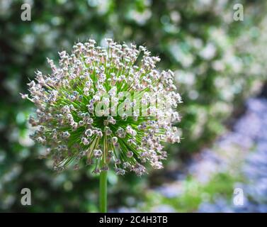 single flower of Allium aflatunense in June on a sunny day in the park on a natural green background Stock Photo