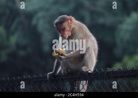 Bonnet macaque - Monkey - sitting on a fence and eating fruit Stock Photo